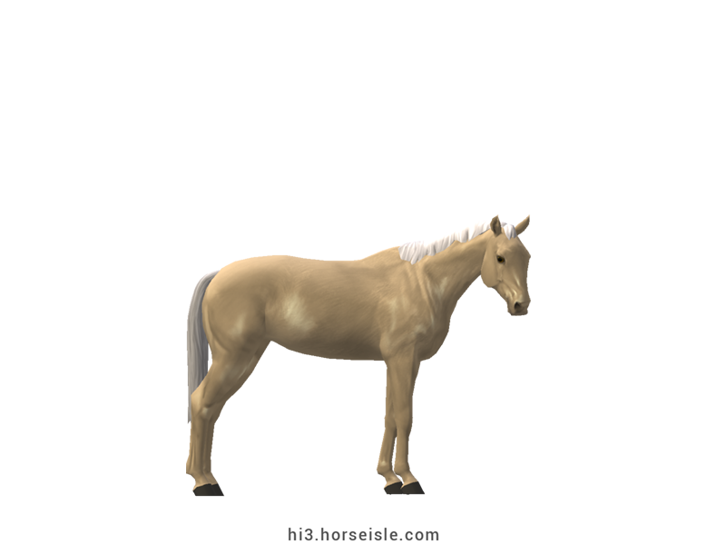 Danish Sport Pony Blonde Palomino Coat
